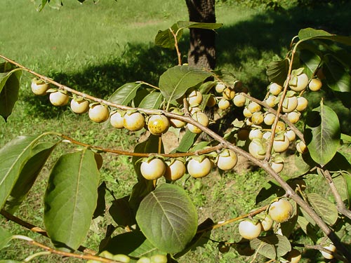 خرمندی
